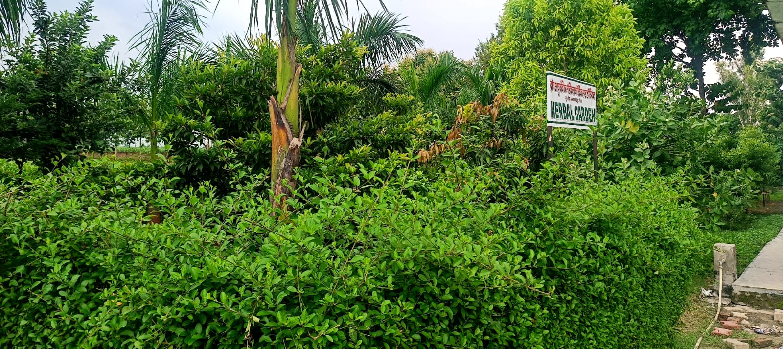 Herbal Garden Plants