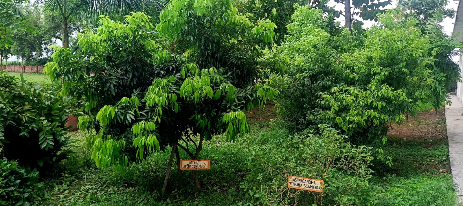 Herbal Garden Trees
