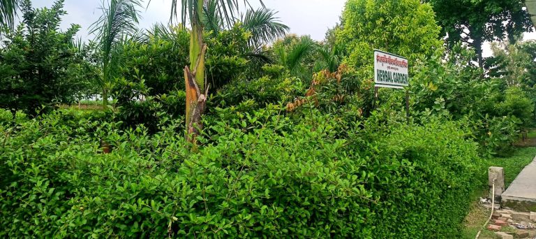 Herbal Garden Expansion: 120 New Medicinal Plants Added to Campus